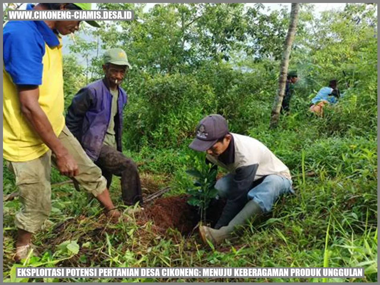 Eksploitasi Potensi Pertanian Desa Cikoneng: Menuju Keberagaman Produk Unggulan