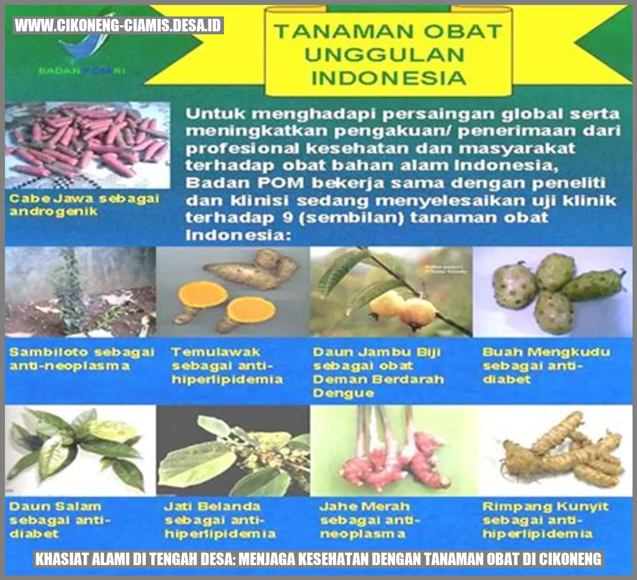 Khasiat Alami di Tengah Desa: Menjaga Kesehatan dengan Tanaman Obat di Cikoneng