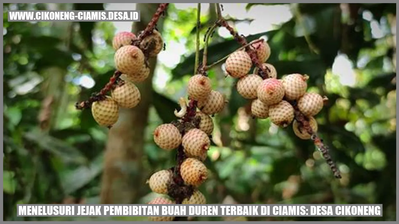 Menelusuri Jejak Pembibitan Buah Duren Terbaik di Ciamis: Desa Cikoneng
